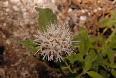 Monardella odoratissima pallida