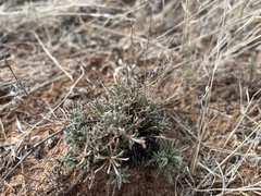 Chaetopappa ericoides