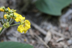 Stigmaphyllon bonariense