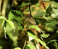 Basileuterus melanotis