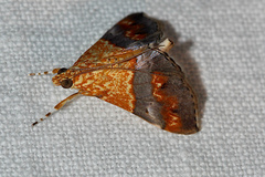 Tetracona amathealis