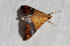 Tetracona amathealis