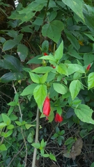 Malvaviscus penduliflorus