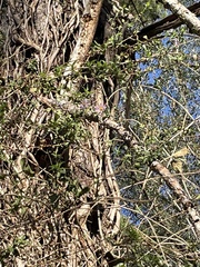 Ampelaster carolinianus