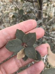 Quercus hinckleyi