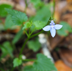 Lobelia trigonocaulis