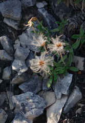 Dryas viscosa