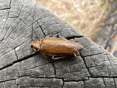 Ellipsidion humerale