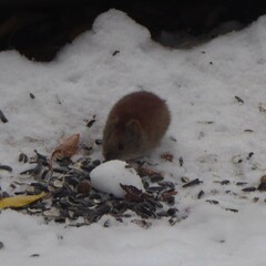 Clethrionomys gapperi