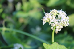 Mikania periplocifolia