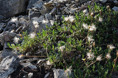 Dryas viscosa