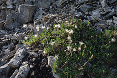 Dryas viscosa