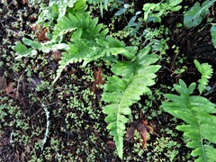 Polypodium calirhiza
