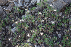 Dryas viscosa