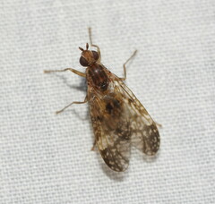 Pyrgotidae