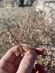 Eriogonum wrightii nodosum
