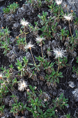Dryas viscosa