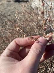 Eriogonum wrightii nodosum