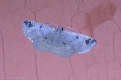 Parilexia nigristicta