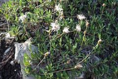 Dryas viscosa