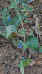 Strobilanthes pavala