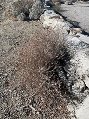 Eriogonum wrightii nodosum