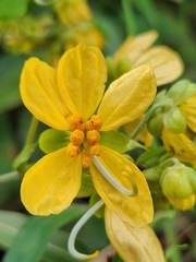 Senna undulata