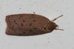 Prionocris protoxantha