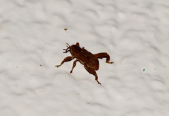 Camptorhinus interstitialis