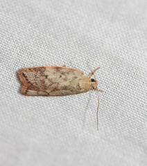 Oligoloba severa