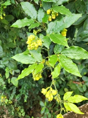 Senna undulata