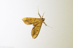 Anarmodia repandalis