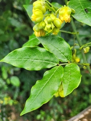 Senna undulata