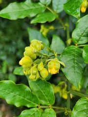 Senna undulata