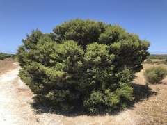 Melaleuca lanceolata