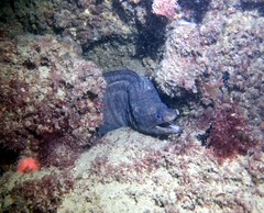 Gymnothorax pseudothyrsoideus