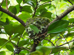 Eopsaltria australis