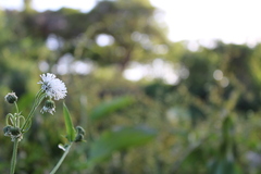 Gymnocoronis spilanthoides