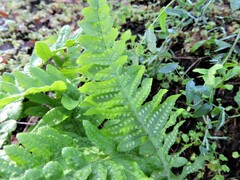 Polypodium calirhiza