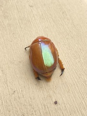 Anoplognathus viriditarsis