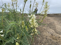 Astragalus trichopodus