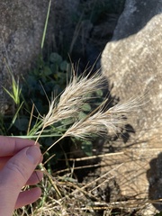 Bromus rubens