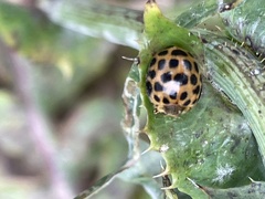 Henosepilachna vigintisexpunctata