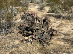 Opuntia chlorotica