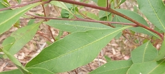 Dodonaea triquetra
