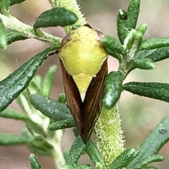 Brunotartessus fulvus