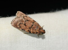 Mimaglossa nauplialis