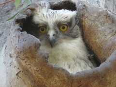 Ninox strenua