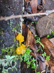 Tremella mesenterica