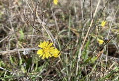 Hemizonia congesta lutescens